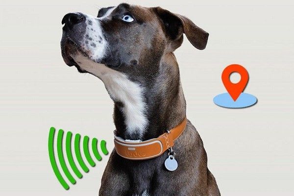gps para perros localizador