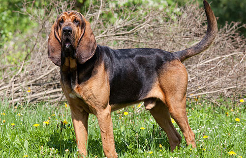 Bloodhound o perro de san huberto