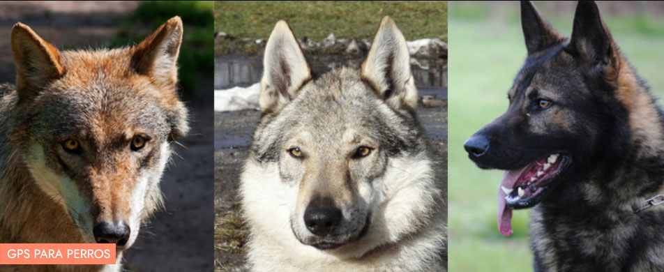 diferencias entre lobos y perros domesticos
